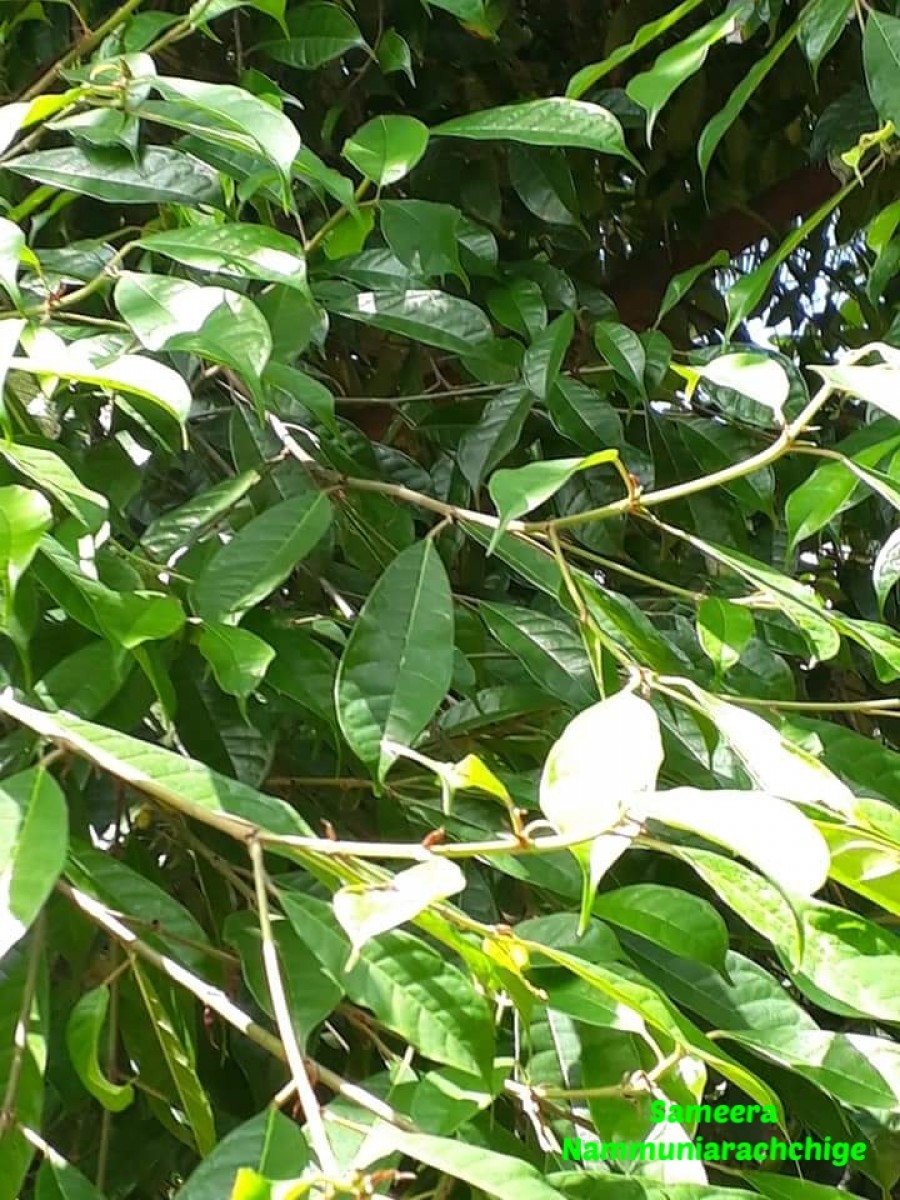 Ficus nervosa Roth